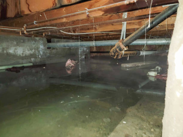 Best Local water damage restoration  in Palos Heights, IL